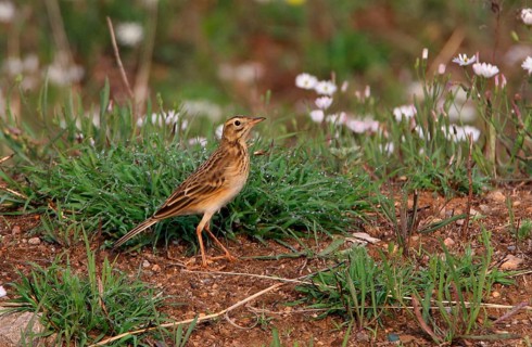 Richard's Pipit