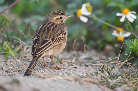 Richard's Pipit