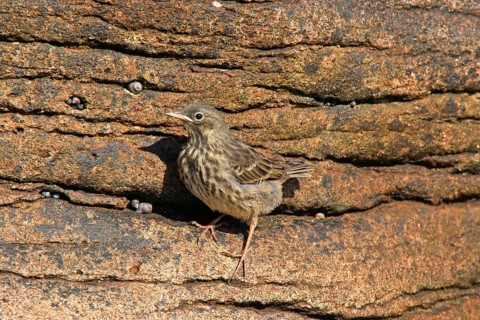Eurasian rock pipit