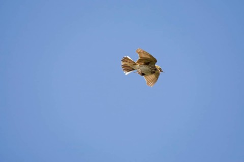 Tree Pipit