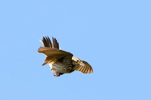 Tree pipit