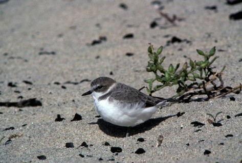 Kentish plover