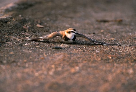 Kentish plover