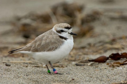 Kentish Plover
