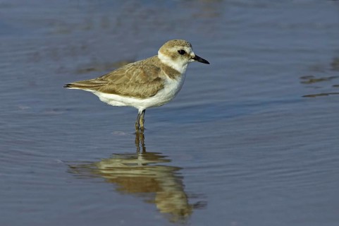 Kentish plover