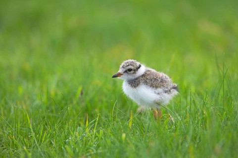 Ringed Plover