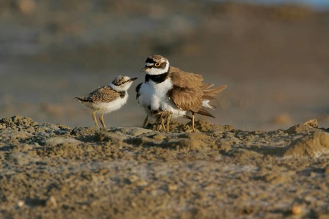 Little Ringed Plover