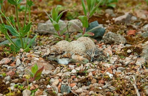 Little Ringed Plover