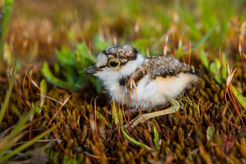 Little ringed plover