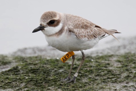 Greater Sand Plover