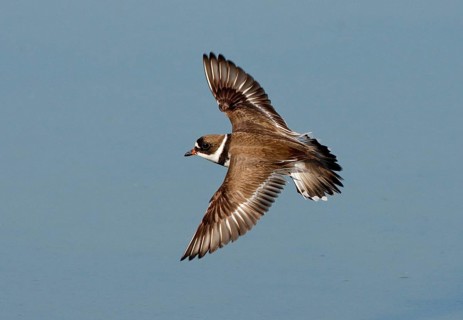 American Sand Plover