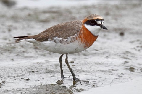 Lesser Sand Plover