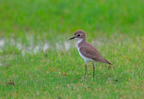Lesser Sand Plover