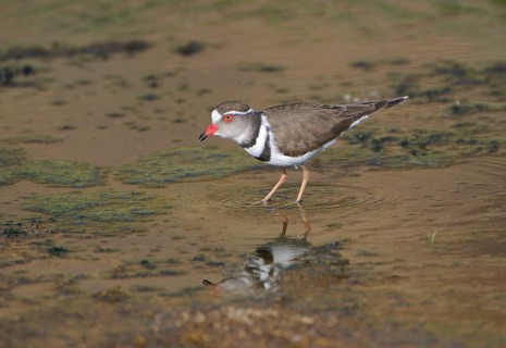 Three-banded plover