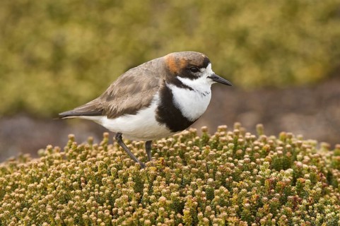 Two-banded plover