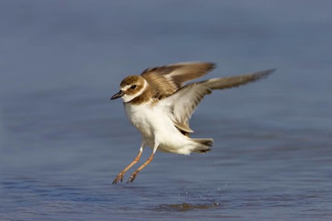Wilson's Plover