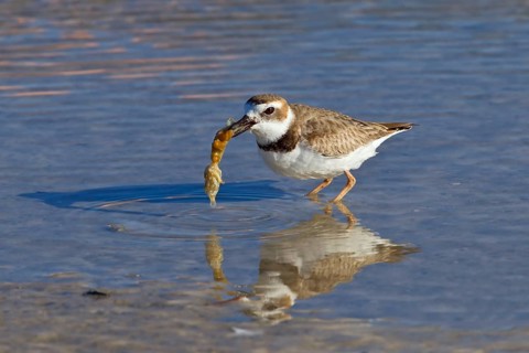 Wilson's plover