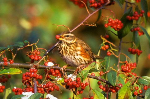 Redwing