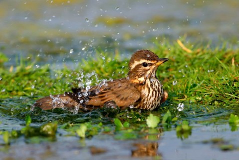 Redwing
