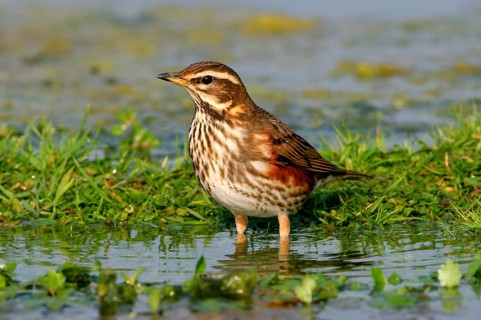 Redwing