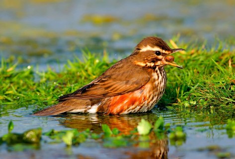 Redwing