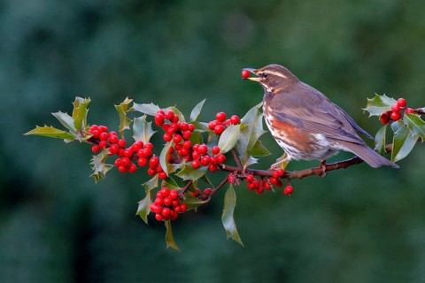 Red-winged