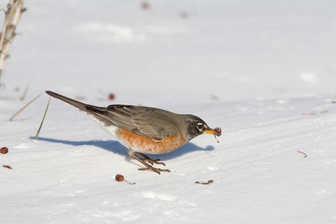 American Robin