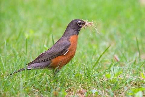 American american robin