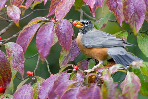 American american robin