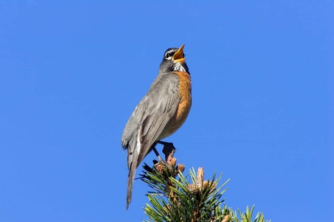 American american robin