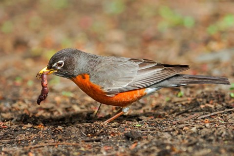 American american robin