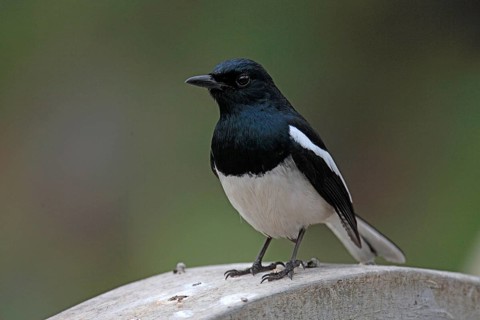 Magpie Thrush
