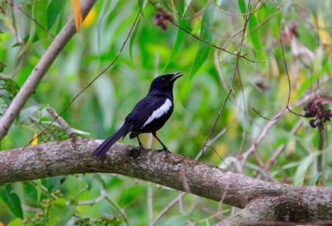 Oriental Magpie Robin