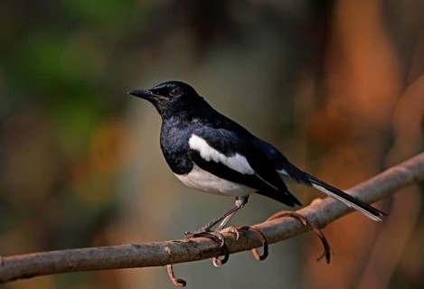 Oriental Magpie Robin