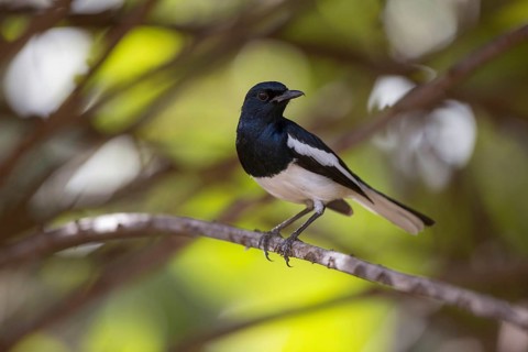 Dajal Thrush
