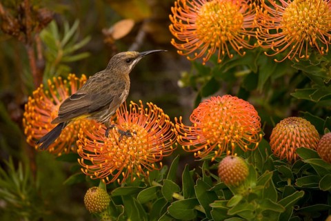 Immature cape sugarbird