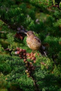 Falkland Thrush