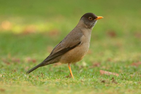 Australian Thrush