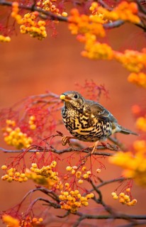 Mistle Thrush