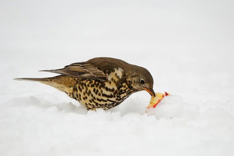 Mistle Thrush