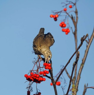 Mistle Thrush