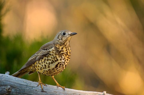 Mistle Thrush