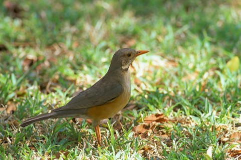 Kurrichane thrush