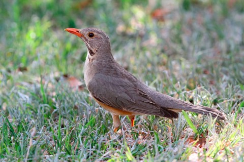 Kurrichane thrush