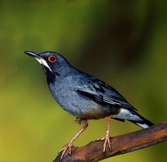 Red-legged Thrush