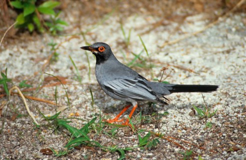 Red-legged Thrush
