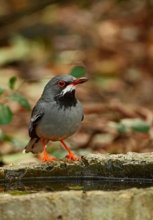 Red-legged Thrush
