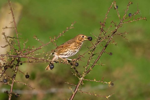 Song Thrush