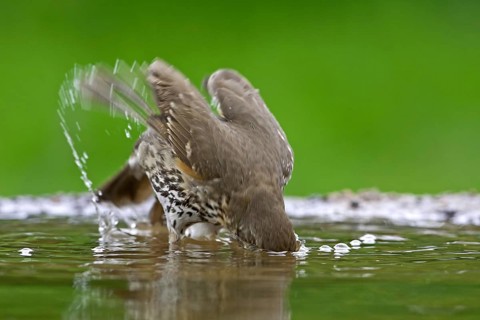 Song thrush