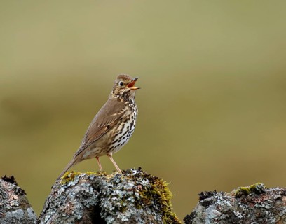 Song thrush